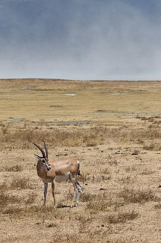 137 Tanzania, Ngorongoro Krater, thomsongazelle.jpg